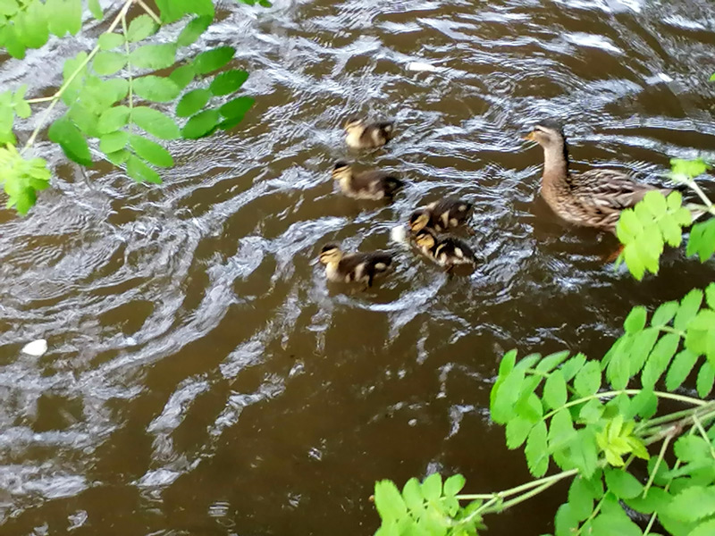 Impressionen der Reha - Entenfamilie